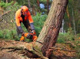 Trusted Valley Falls, RI Tree Removal Experts